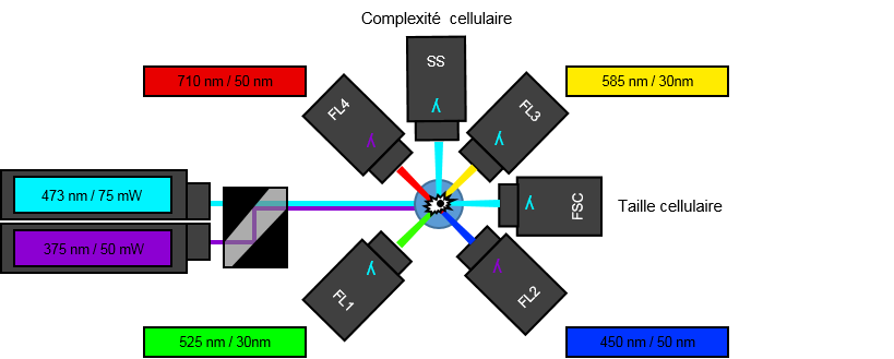 BD Accuri C6, configuration UV
