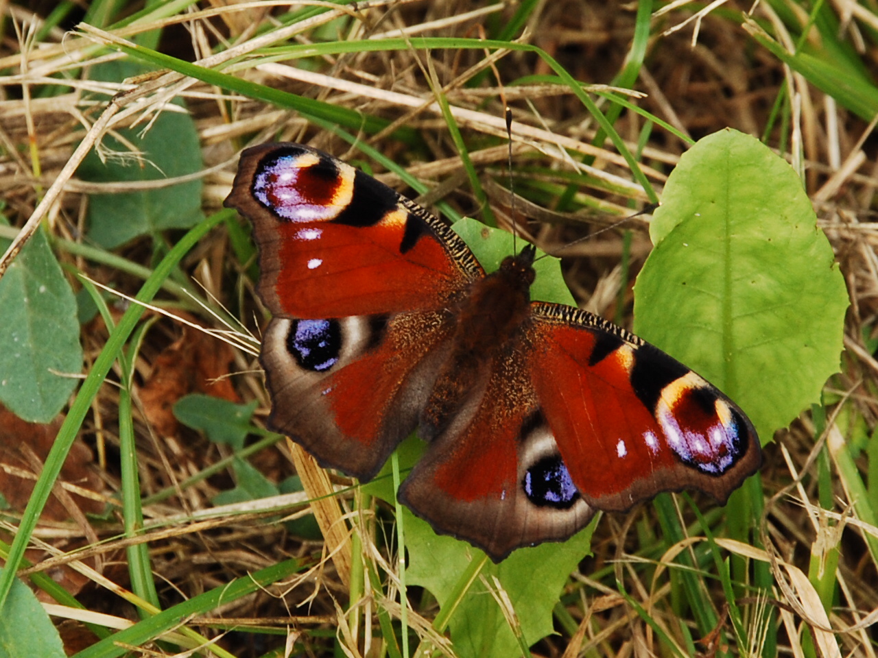 Papillon