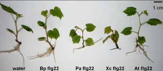 Effet de différents flagelinnes sur la vigne