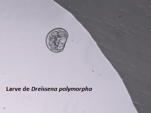 Larve dreissène