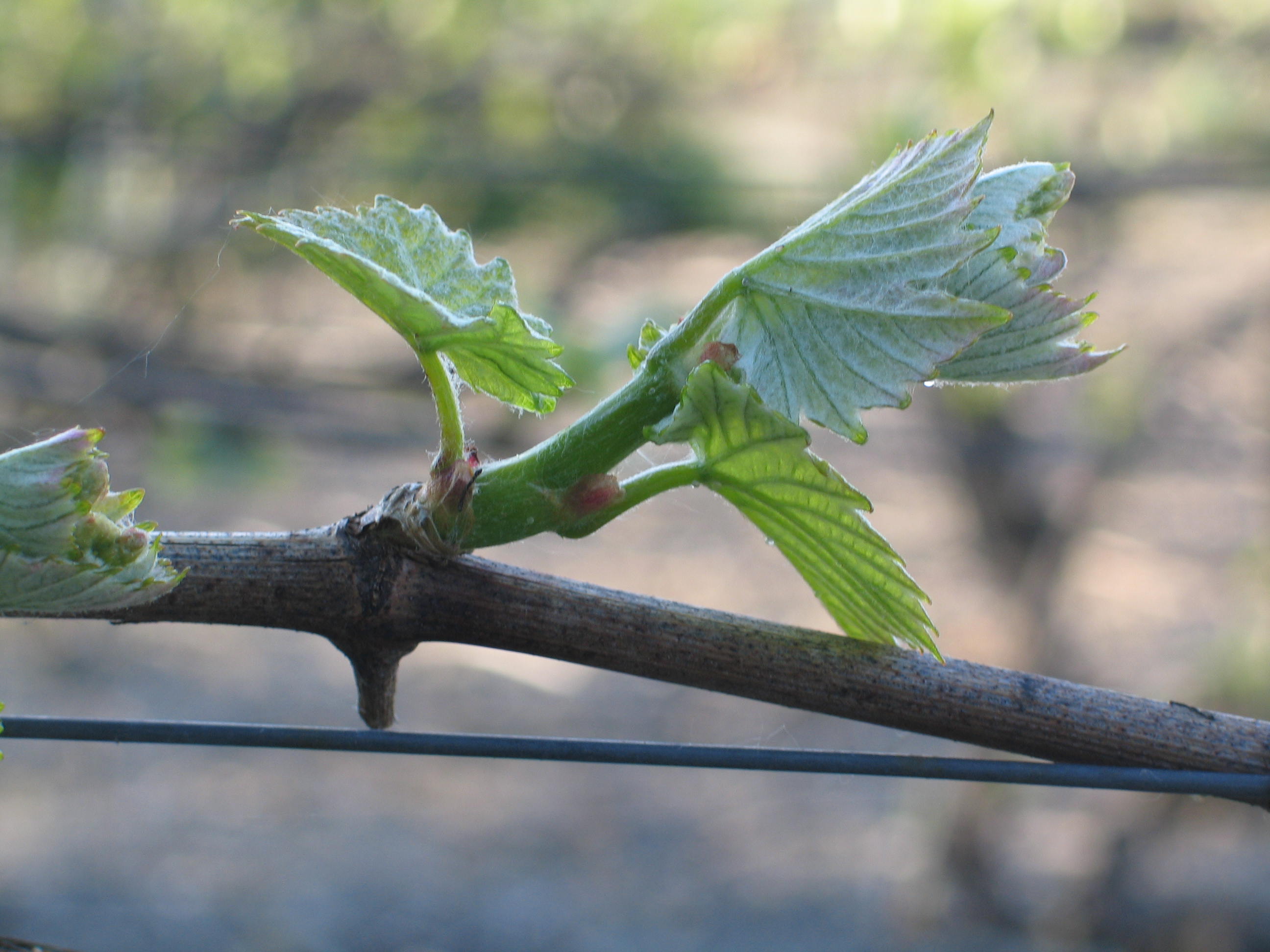 Cycle de la vigne 2