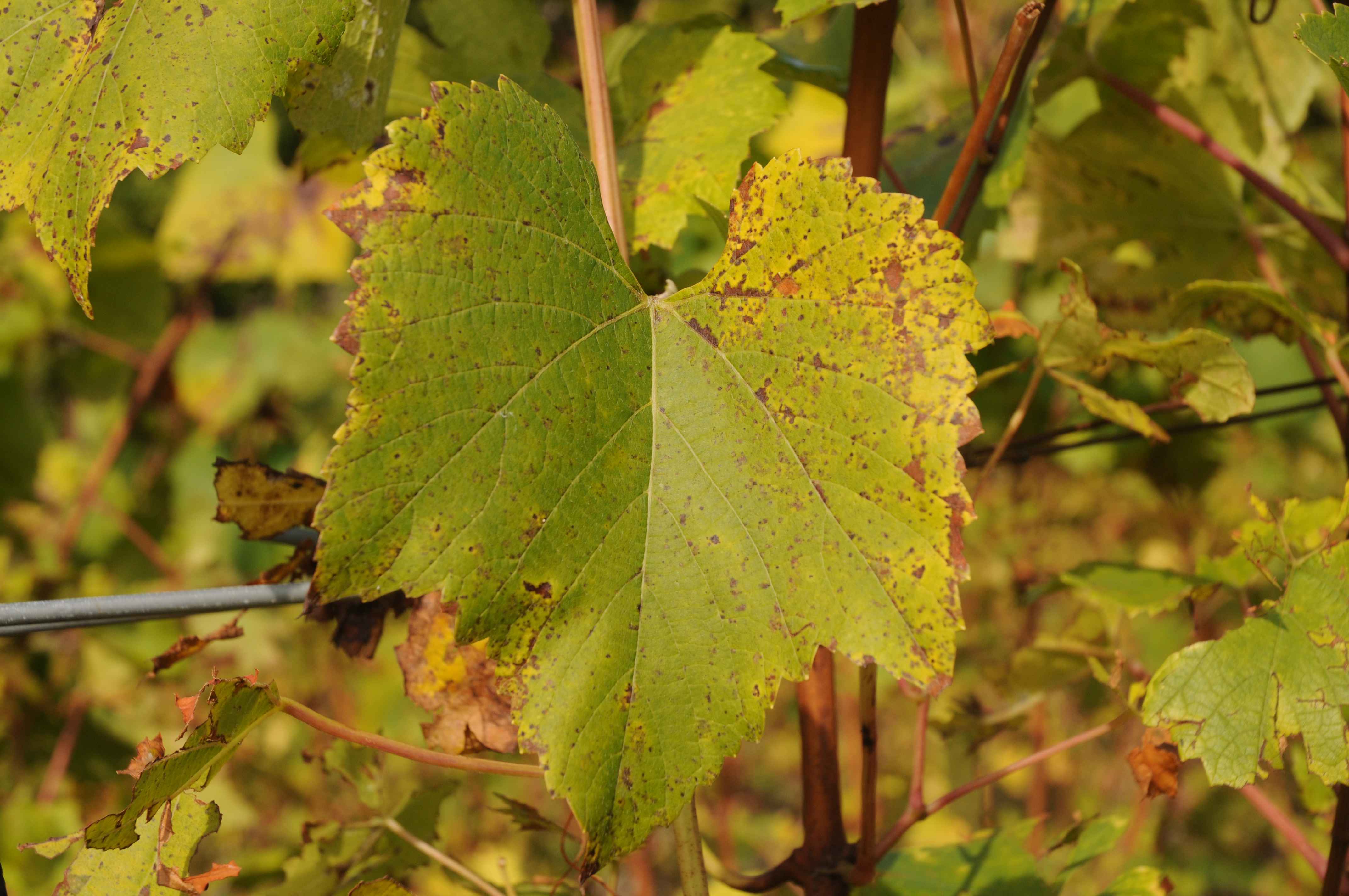 Cycle de la vigne 9