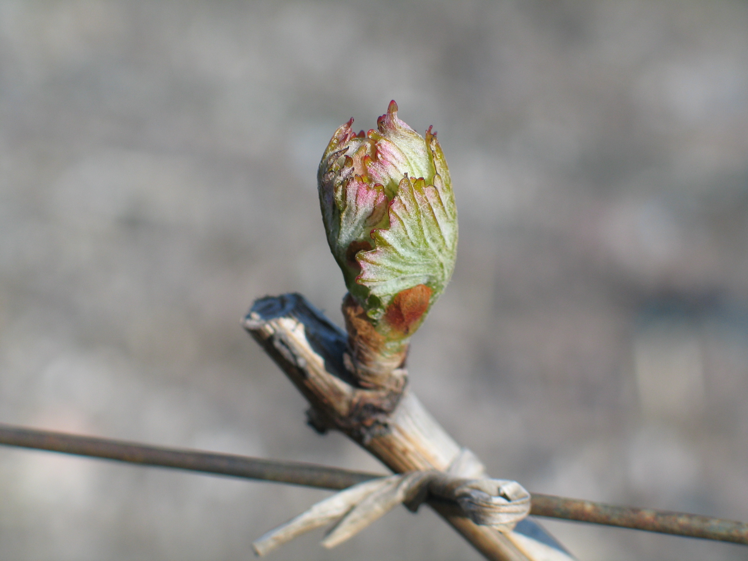 Cycle de la vigne 1