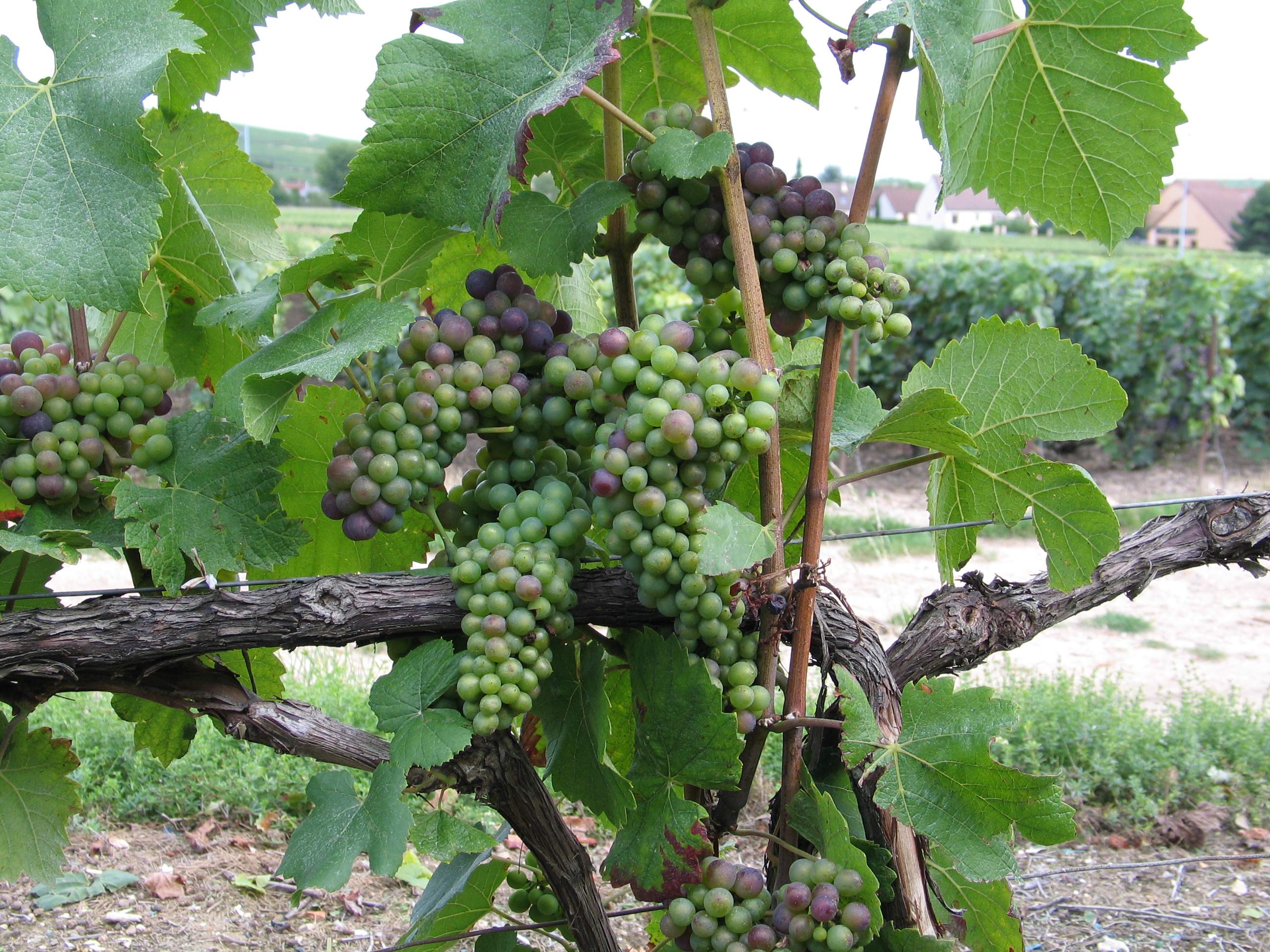 Cycle de la vigne 5